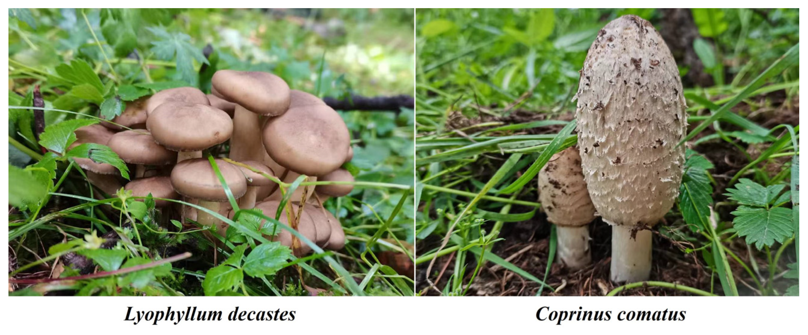 Forests 15 01552 g001