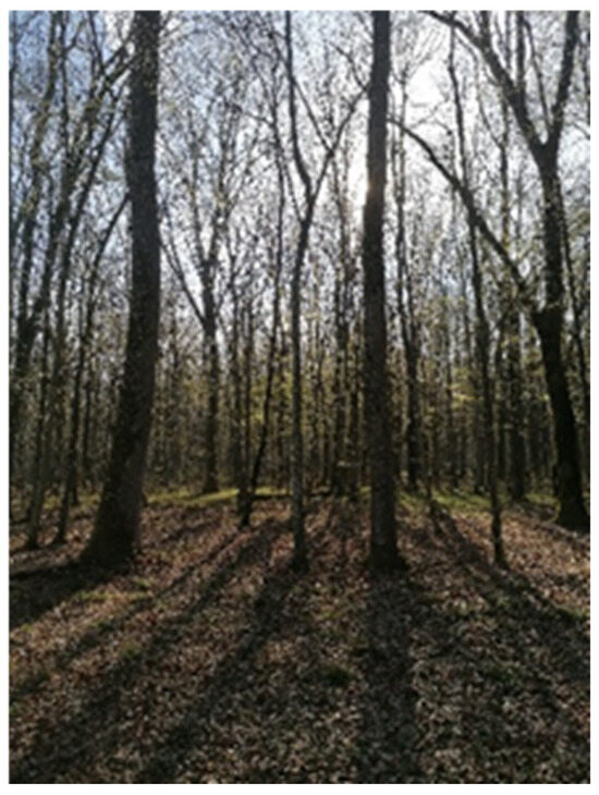 Forests 15 01574 g0a1