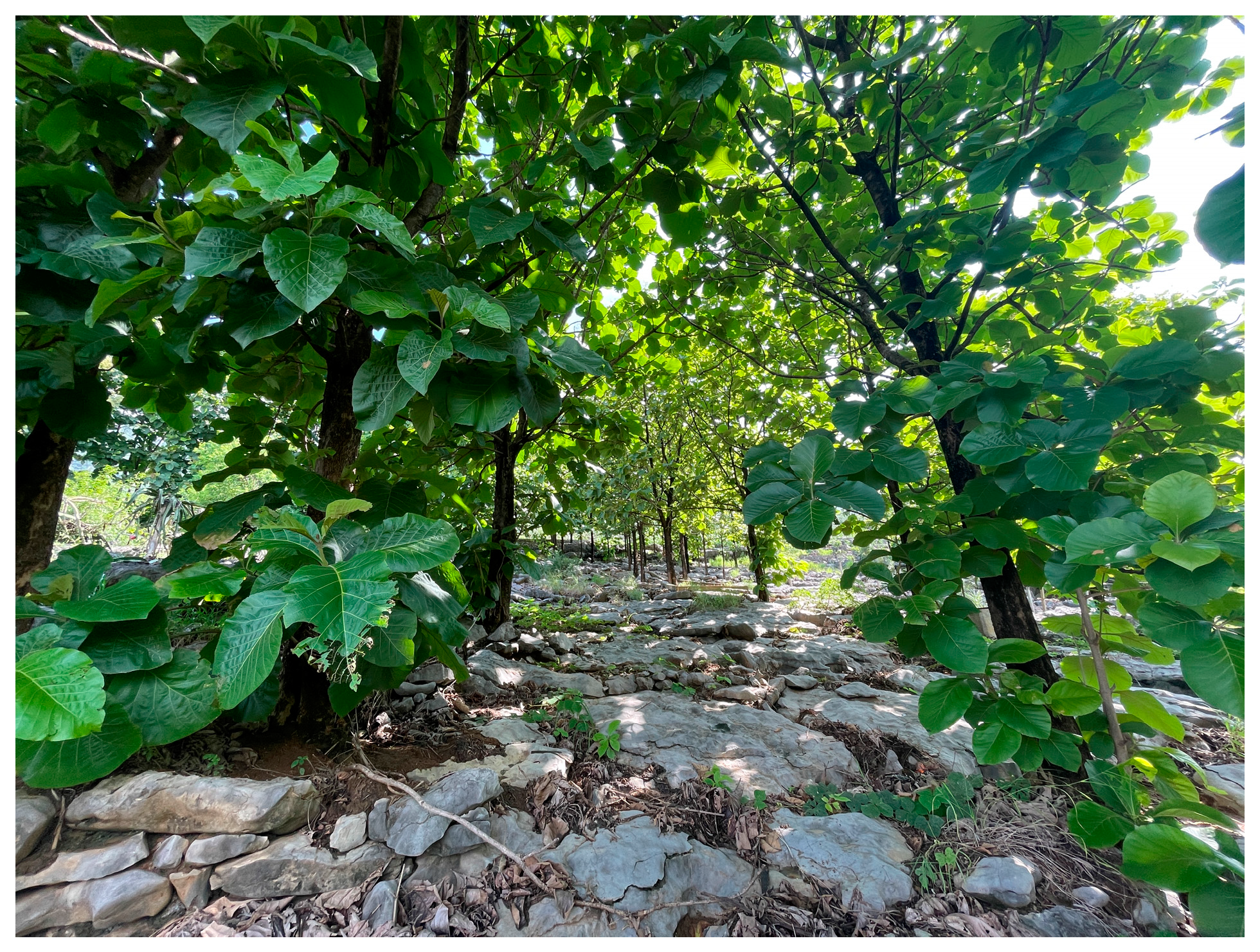 Forests 15 01632 g008 Forests 15 01632 g008