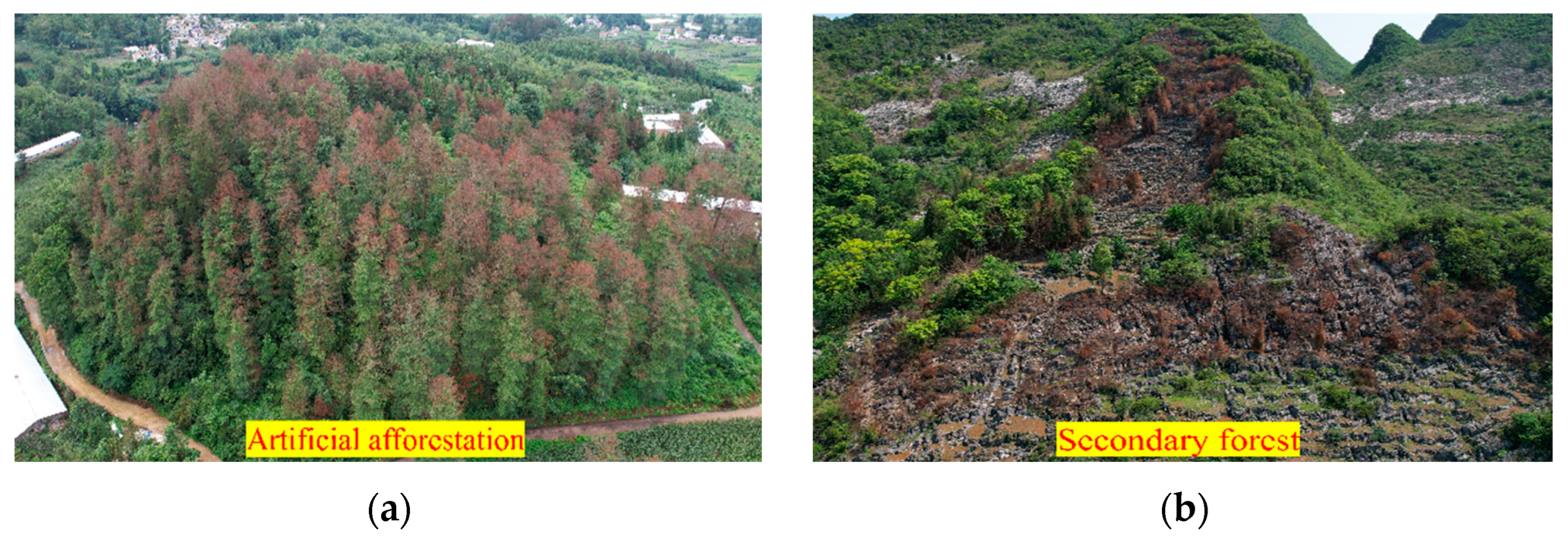 Forests 15 01632 g011 Forests 15 01632 g011