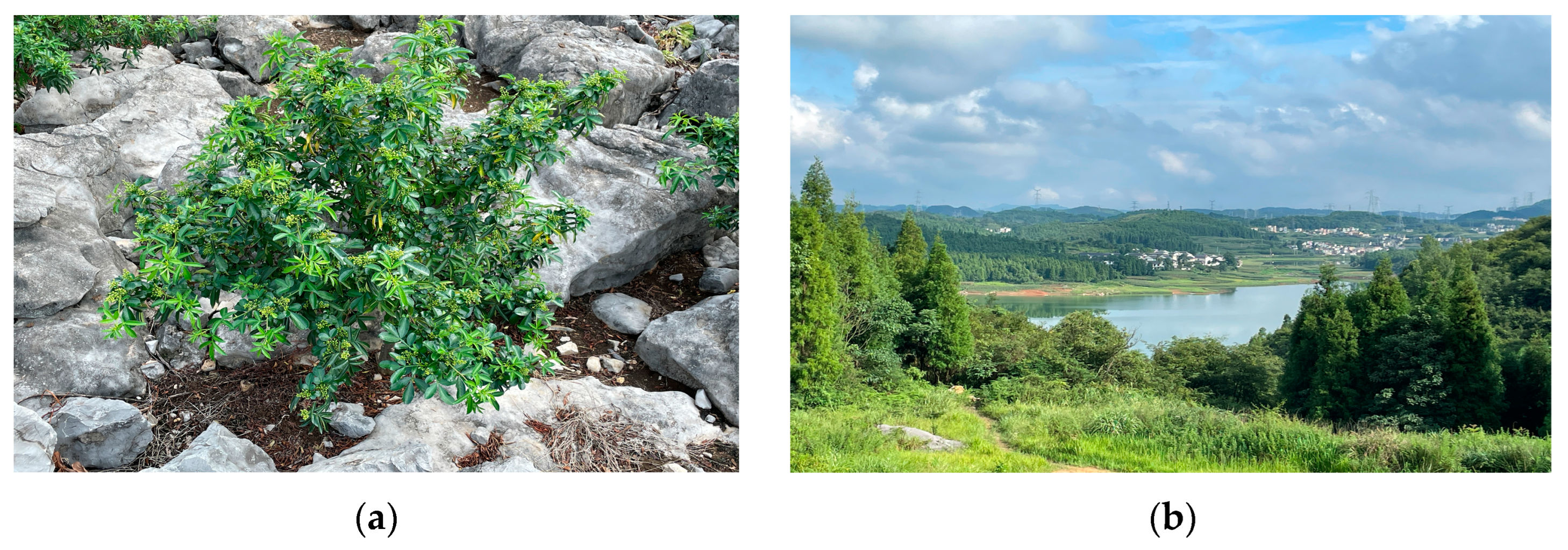 Forests 15 01632 g013 Forests 15 01632 g013