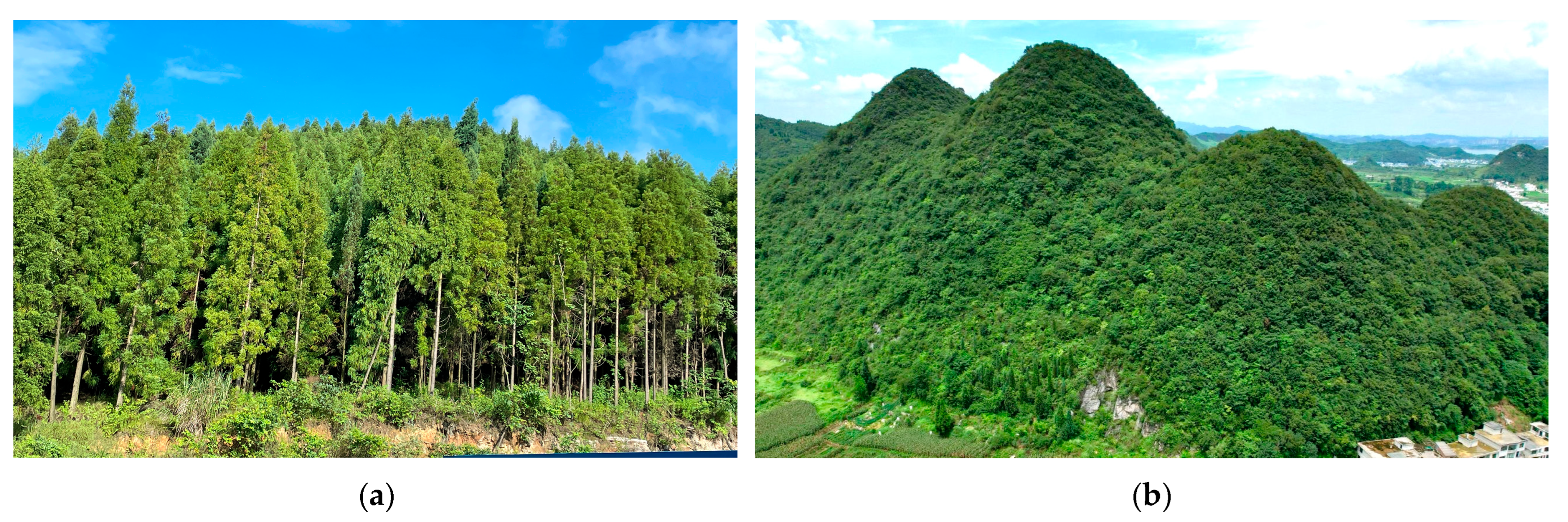 Forests 15 01632 g014 Forests 15 01632 g014