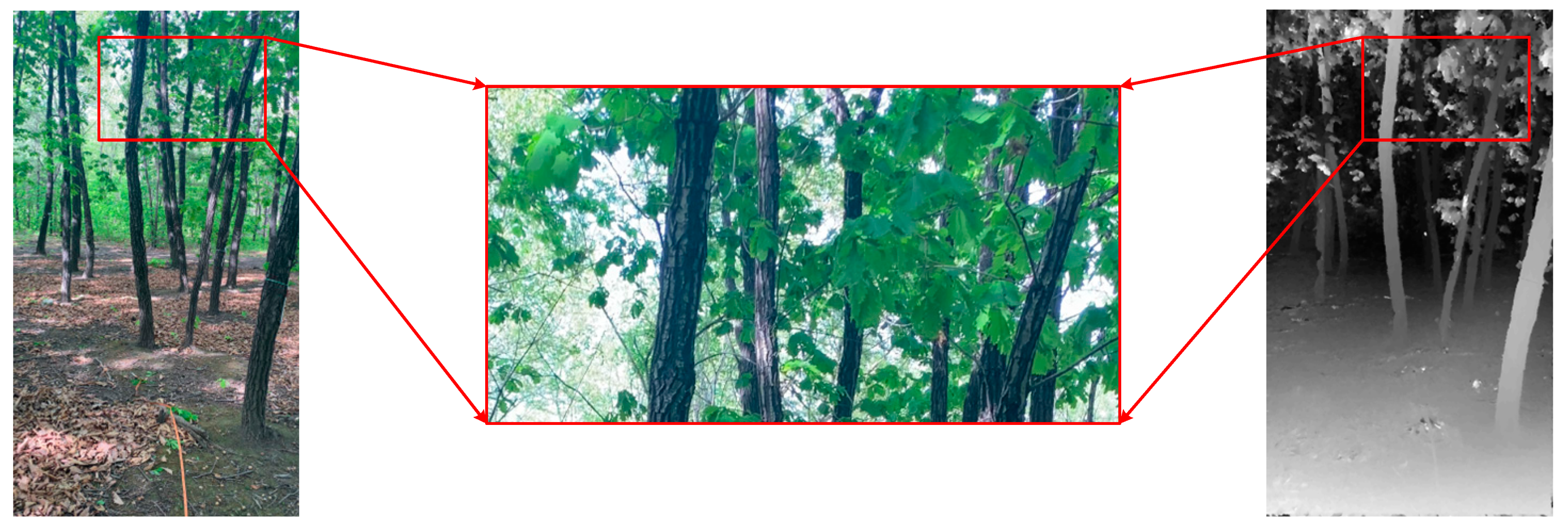 Forests 15 01635 g011