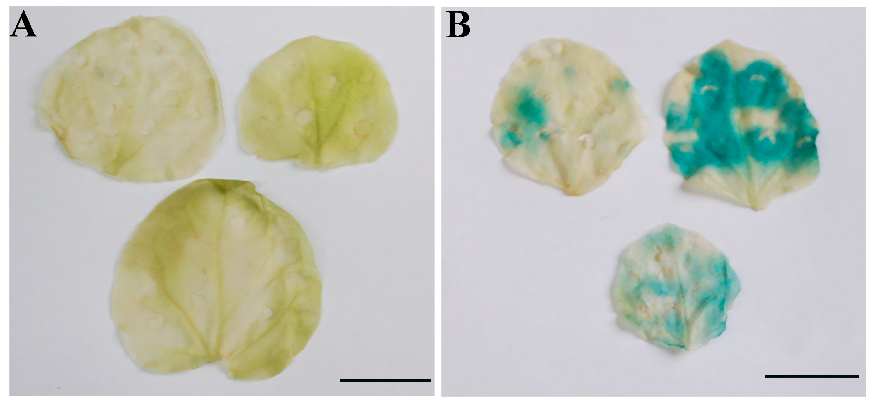 Forests 15 01705 g006