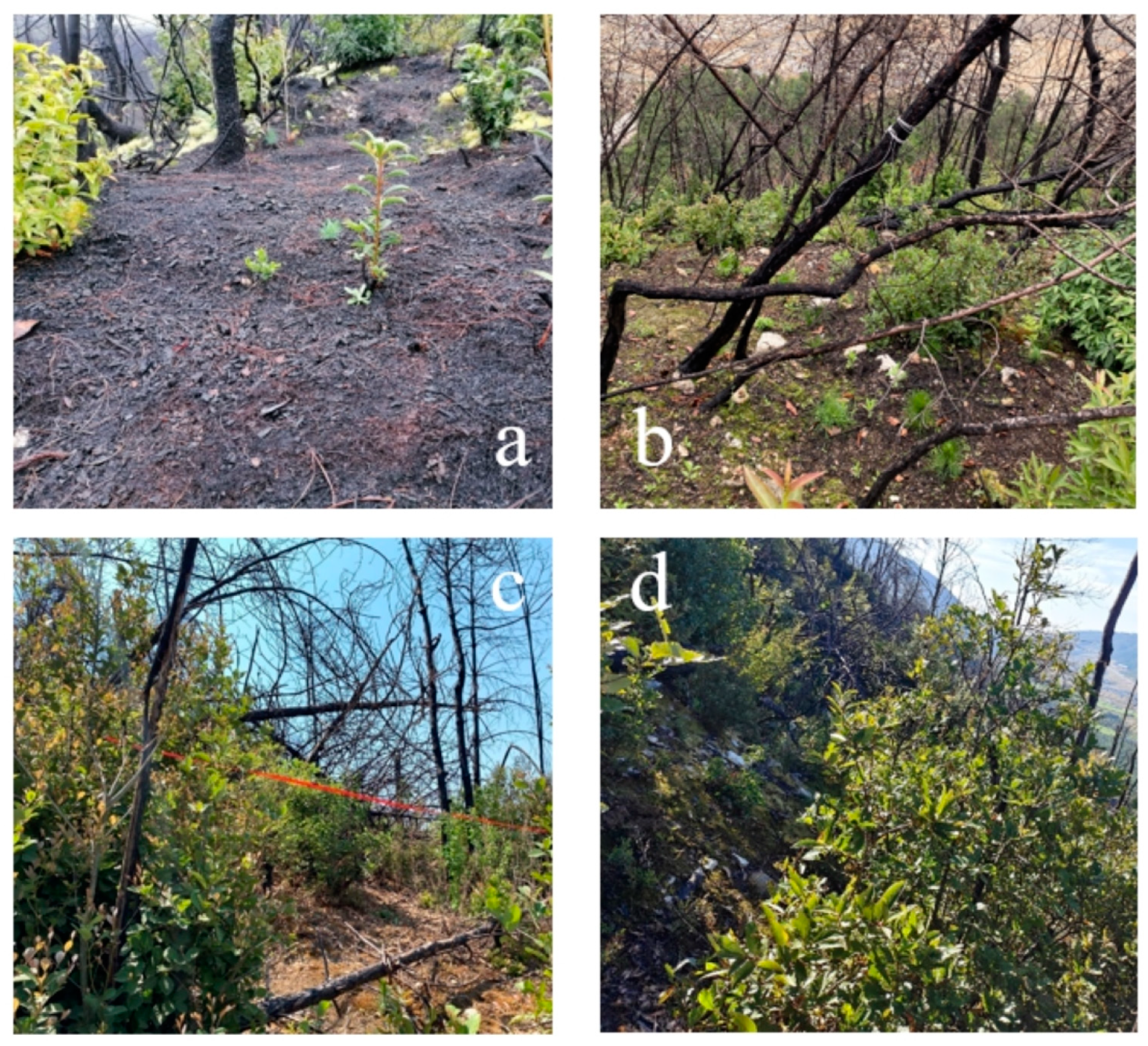 Forests 15 01727 g003