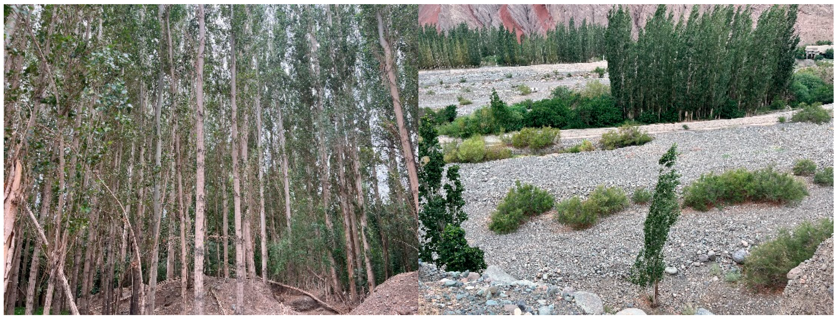 Forests 15 01749 g002