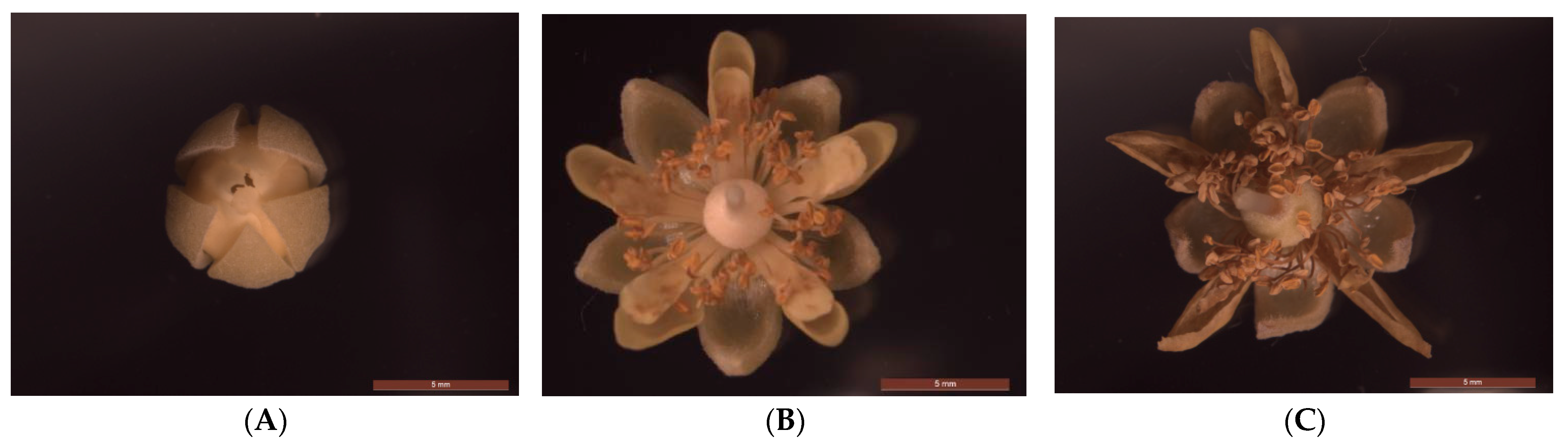 Forests 15 01795 g001