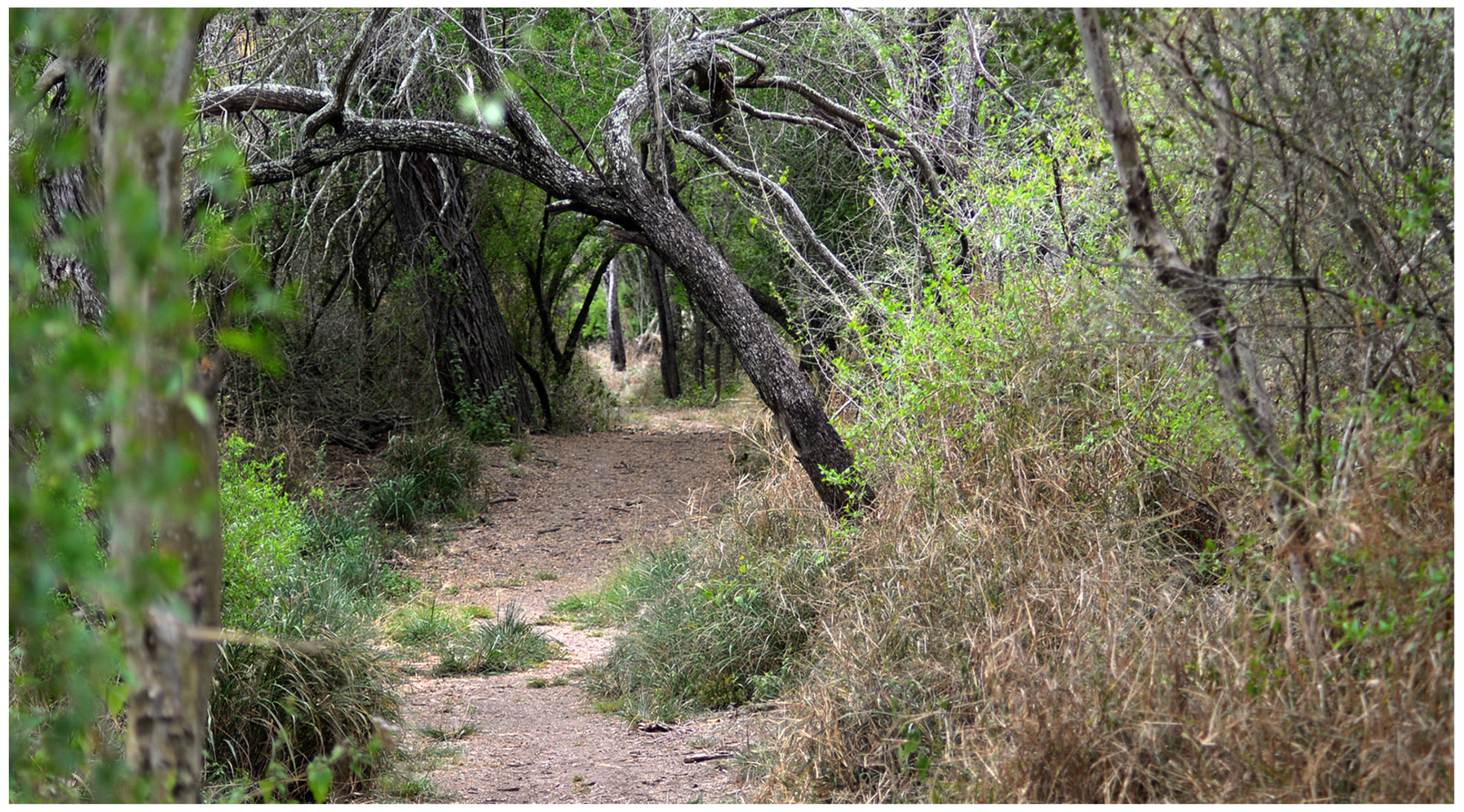 Forests 15 01833 g001