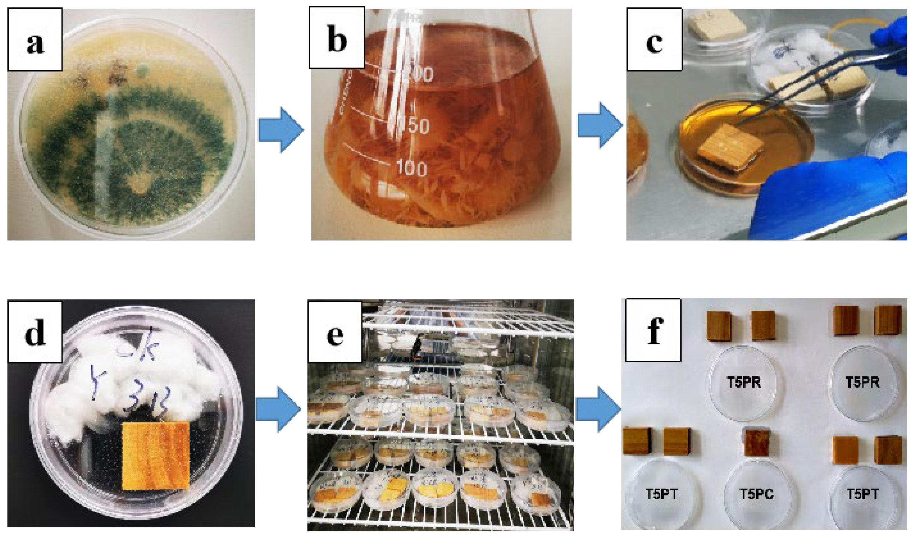 Forests 15 01837 g002