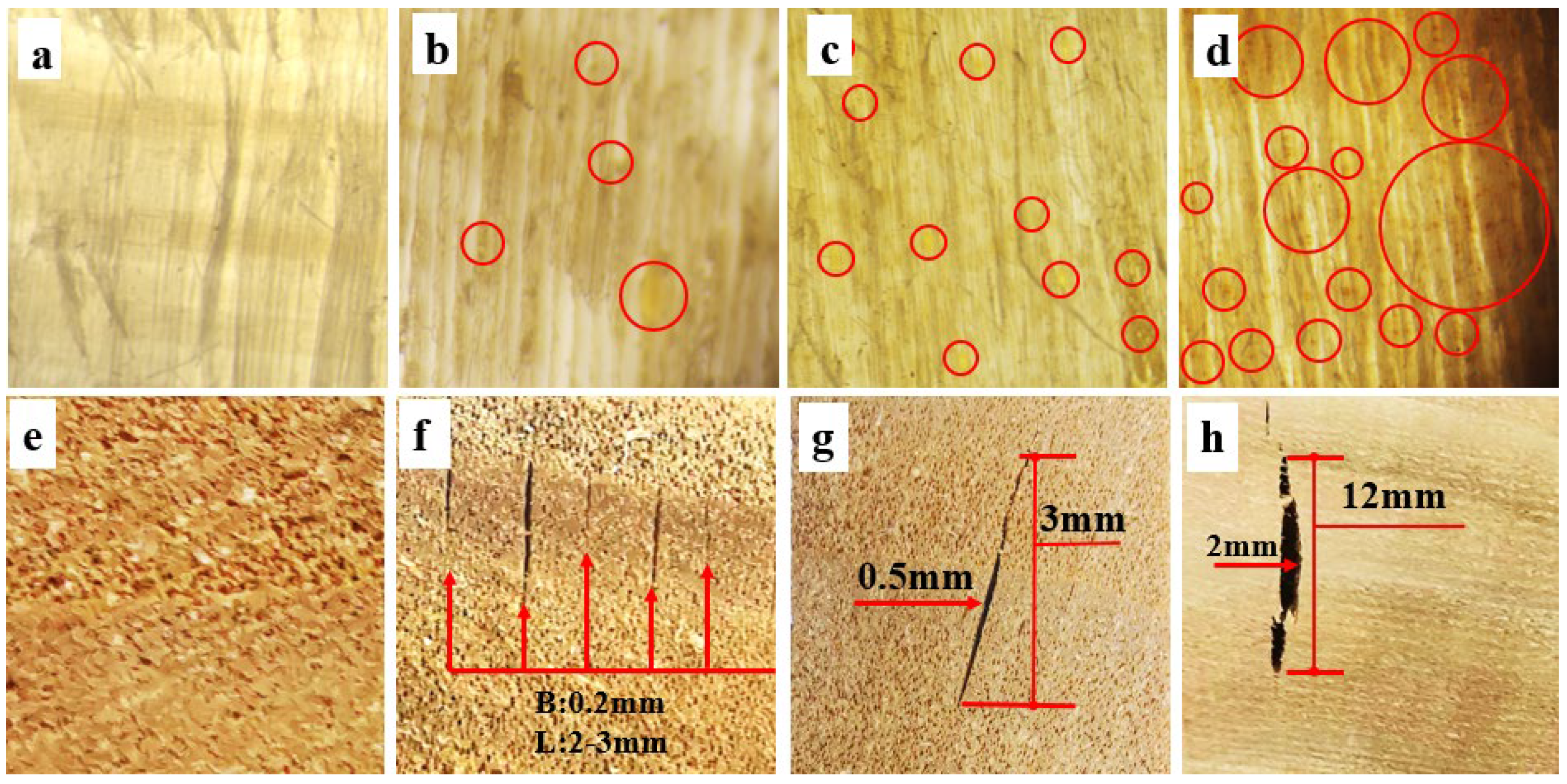 Forests 15 01837 g004