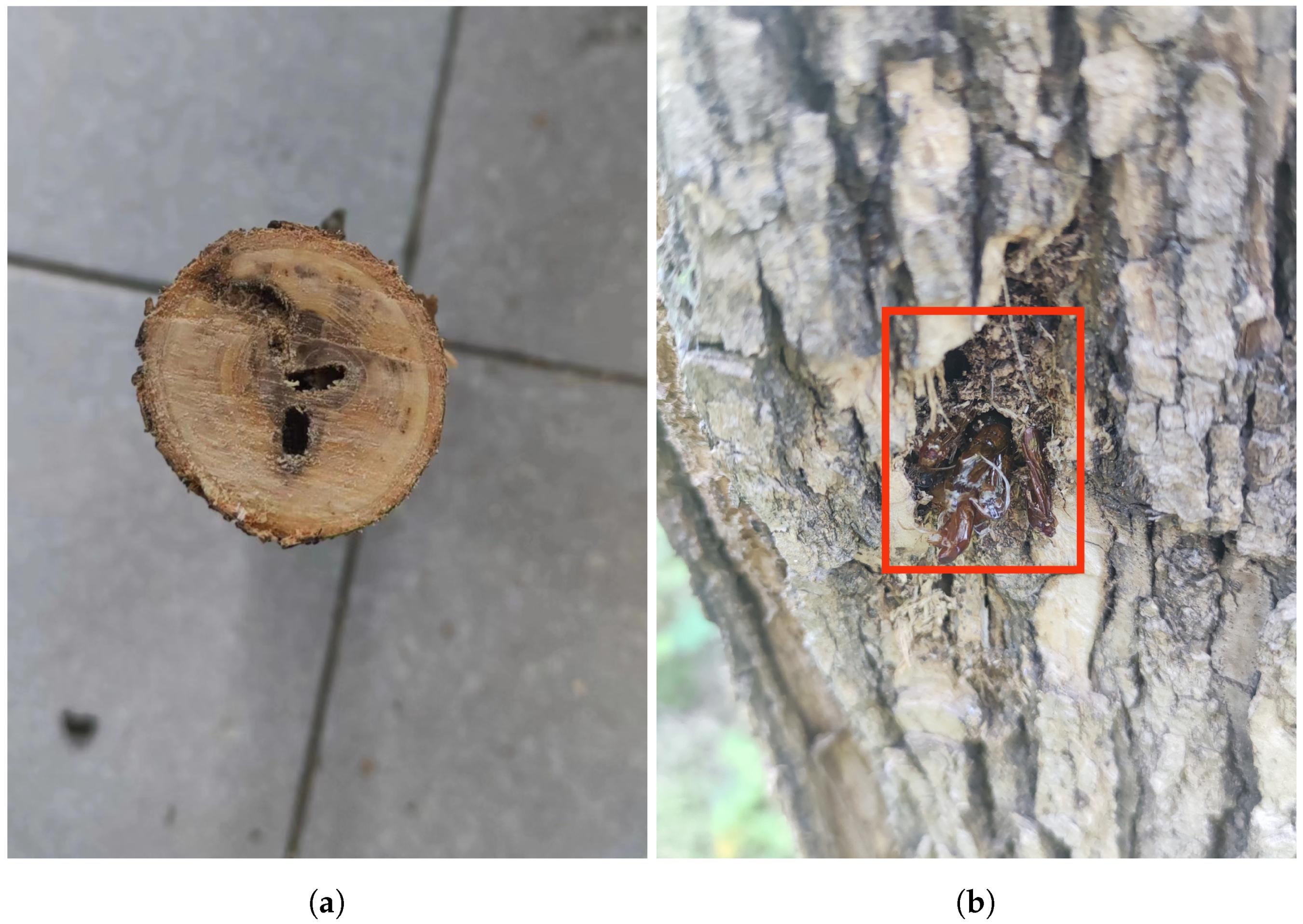 Forests 15 01875 g002