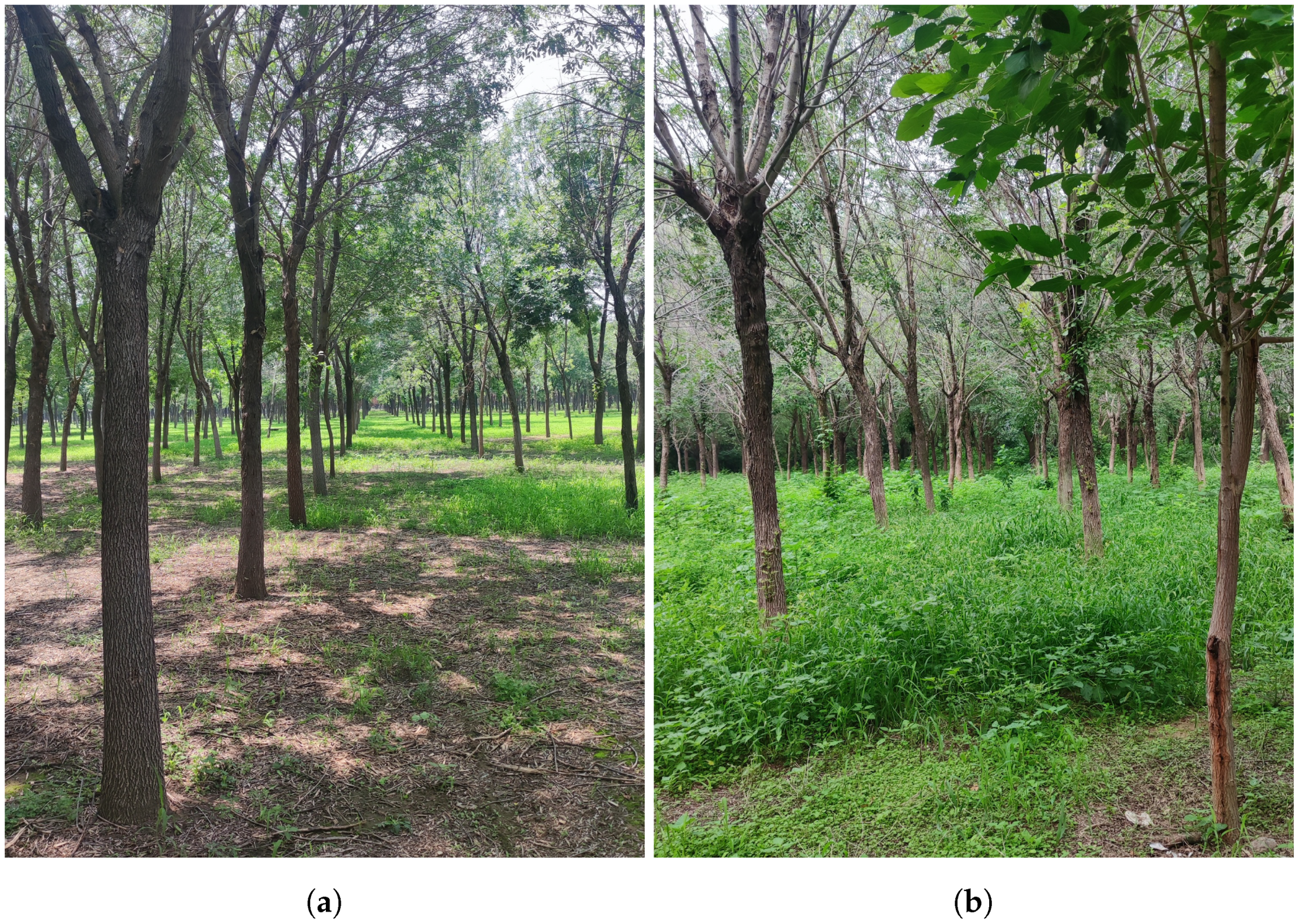 Forests 15 01875 g004