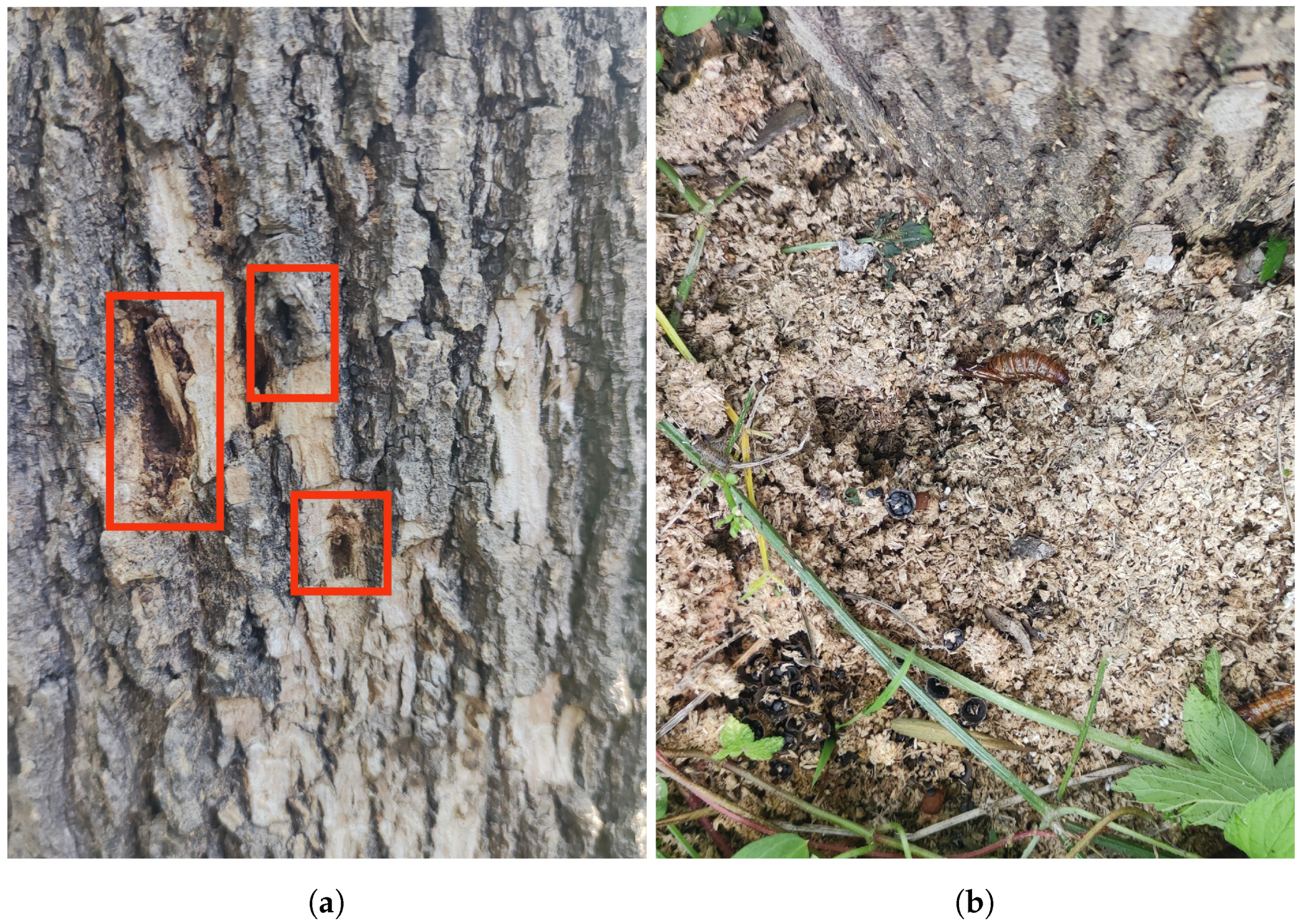 Forests 15 01875 g007a