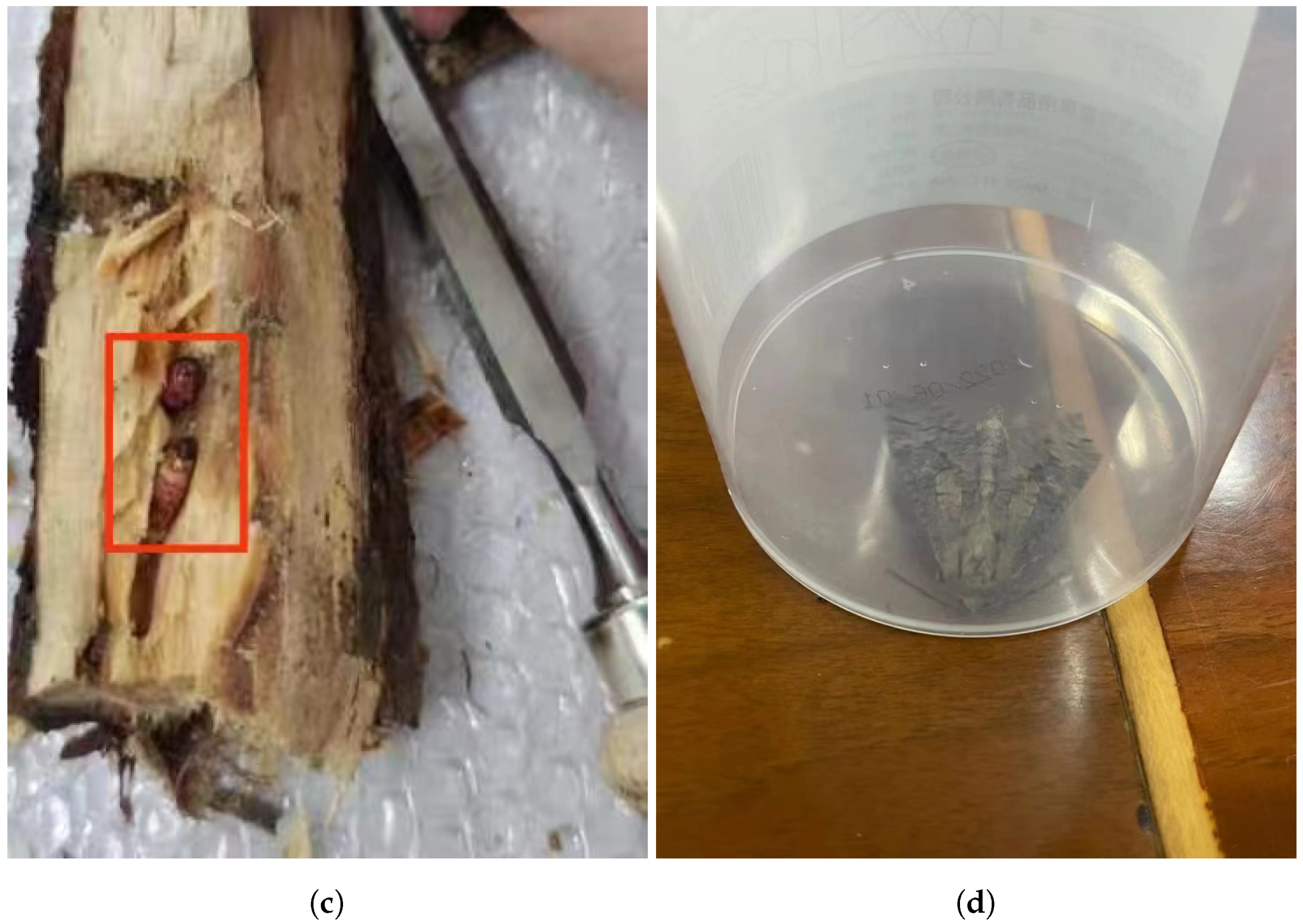 Forests 15 01875 g007b
