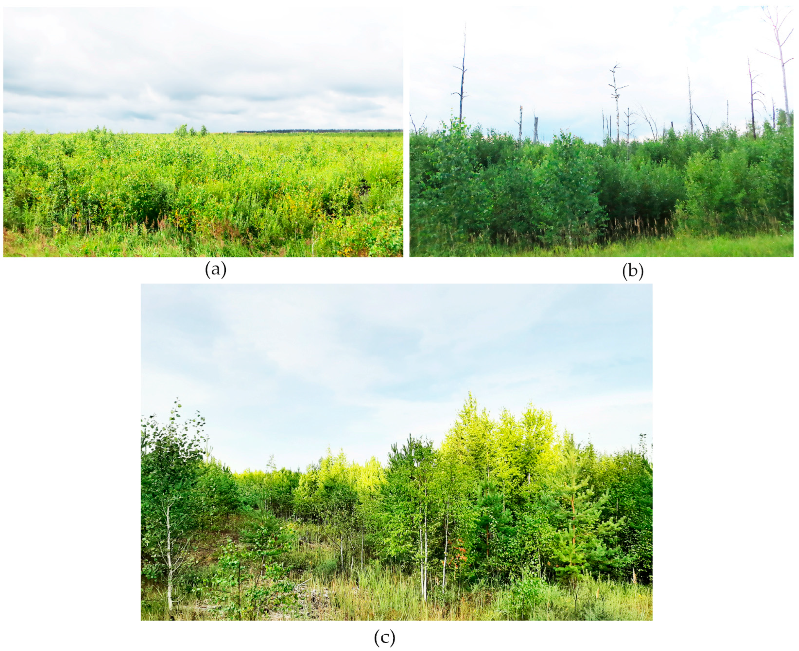 Forests 15 01919 g008 Forests 15 01919 g008