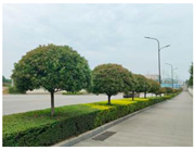 Forests 15 02008 i004