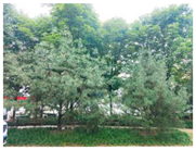 Forests 15 02008 i006