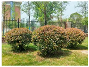 Forests 15 02008 i009