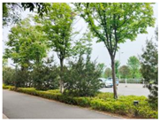 Forests 15 02008 i010