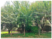 Forests 15 02008 i011