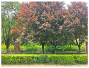 Forests 15 02008 i012