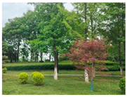 Forests 15 02008 i013