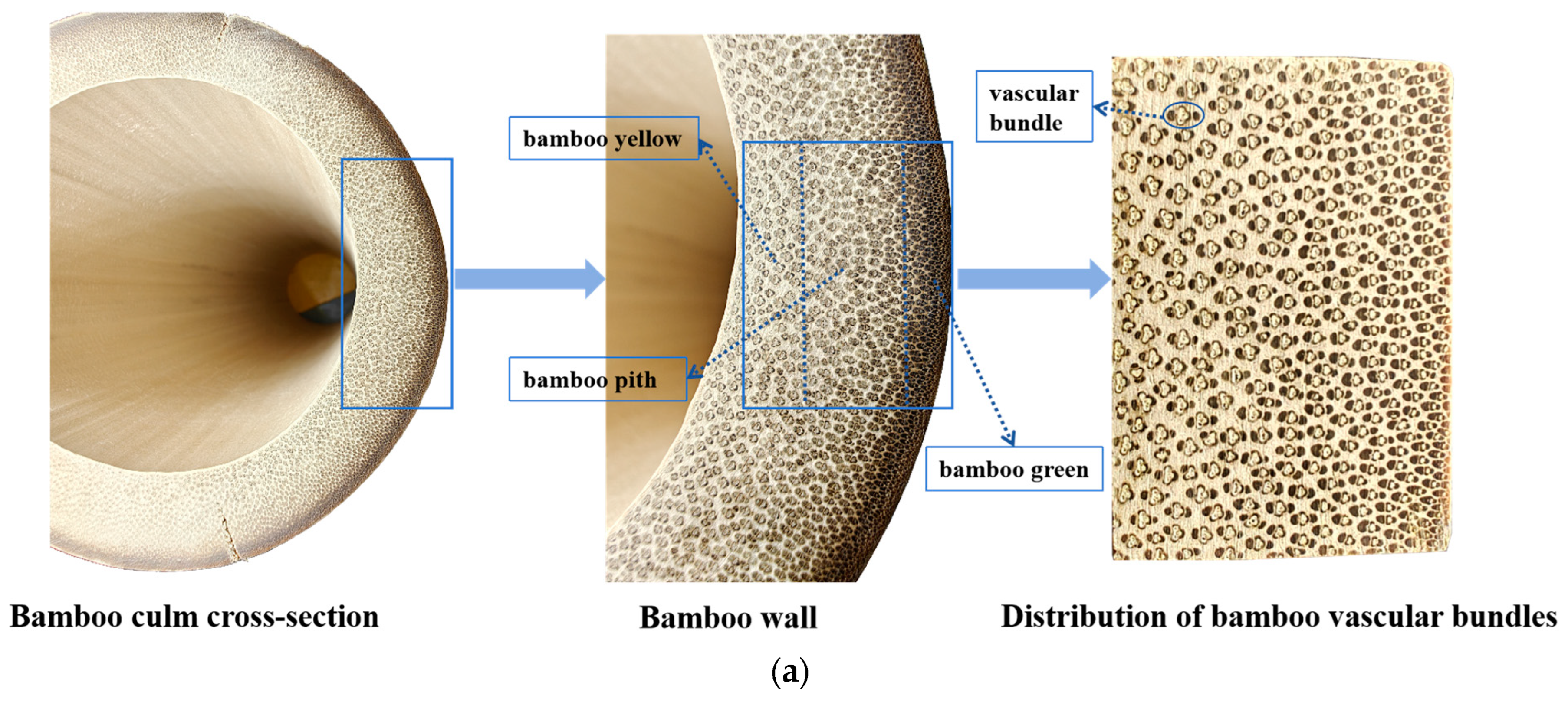 Forests 15 02017 g001a