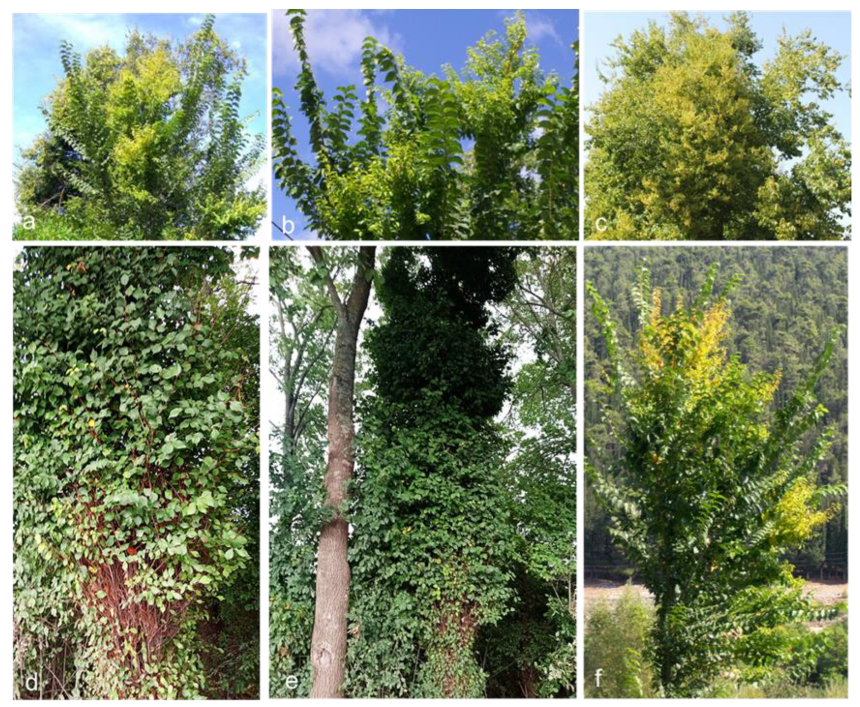 Forests 15 02067 g002 Forests 15 02067 g002