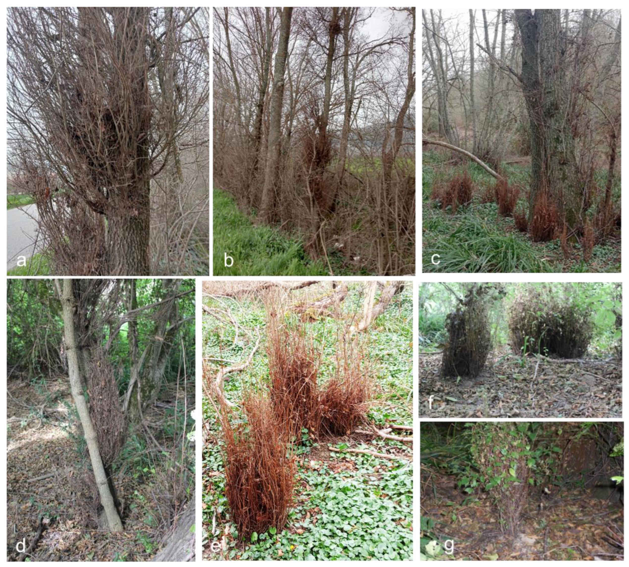 Forests 15 02067 g003 Forests 15 02067 g003