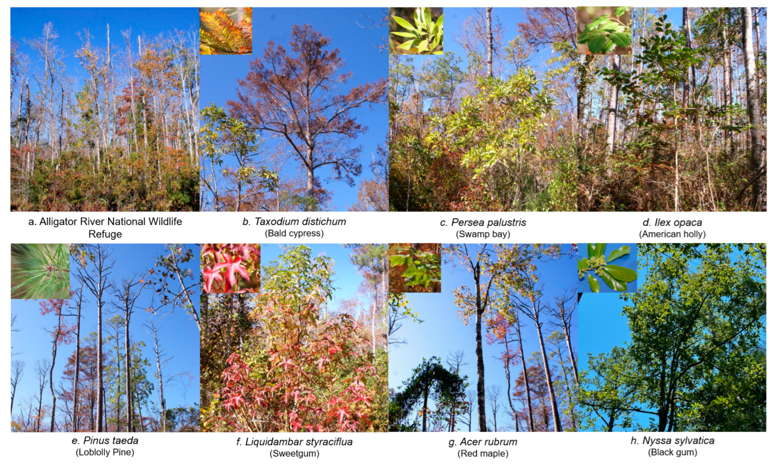 Forests 16 00039 g002