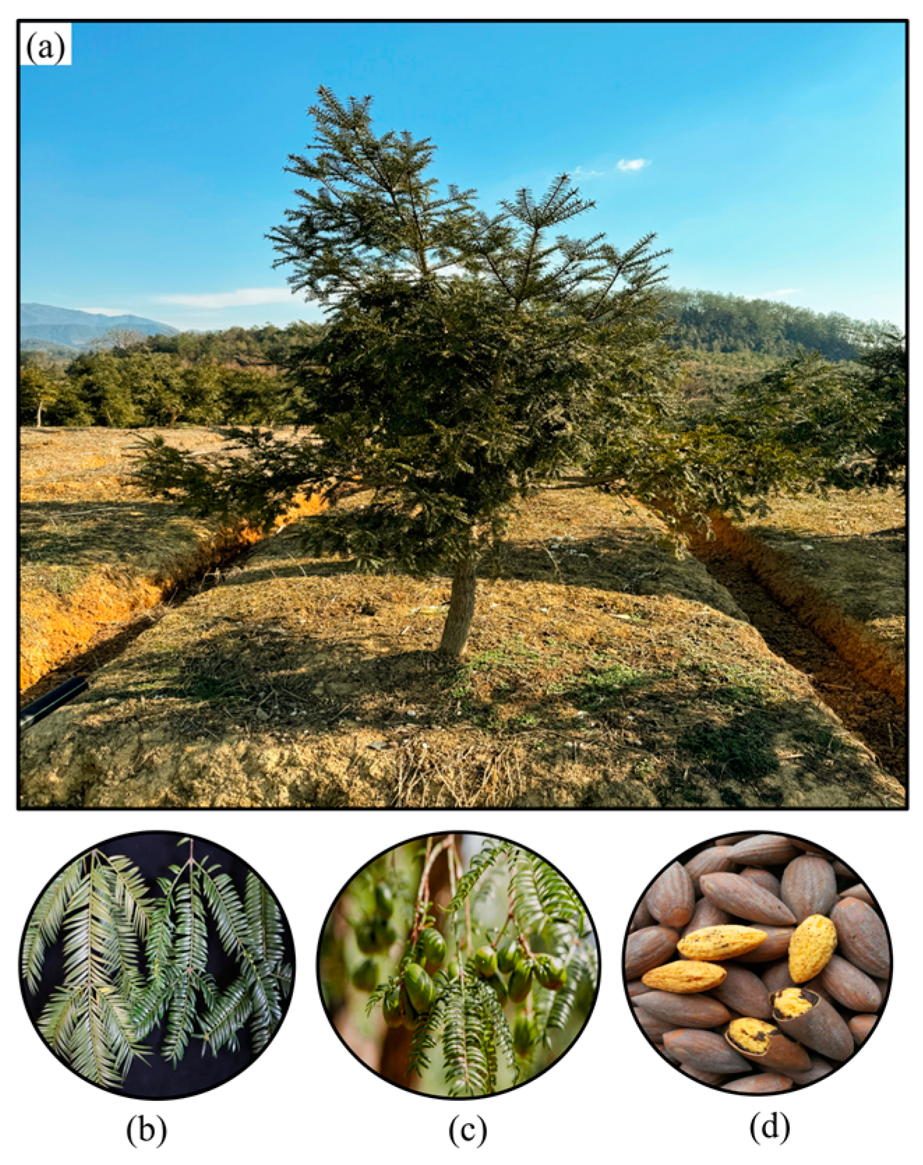 Forests 16 00040 g001 Forests 16 00040 g001