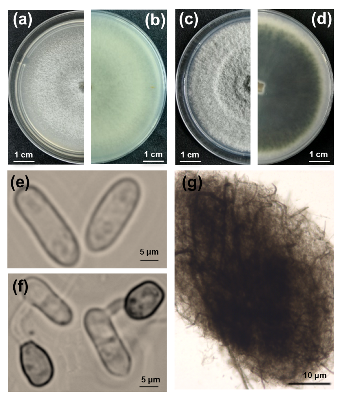 Forests 16 00128 g002