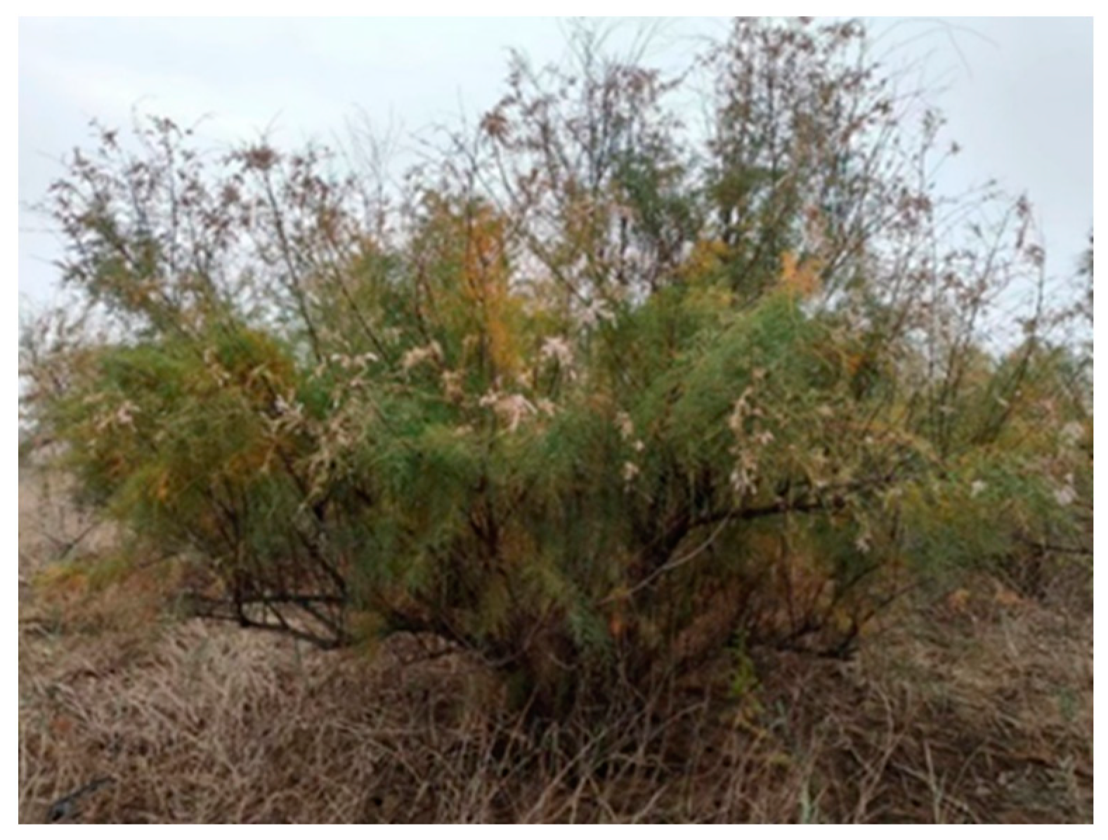 Forests 16 00169 g003