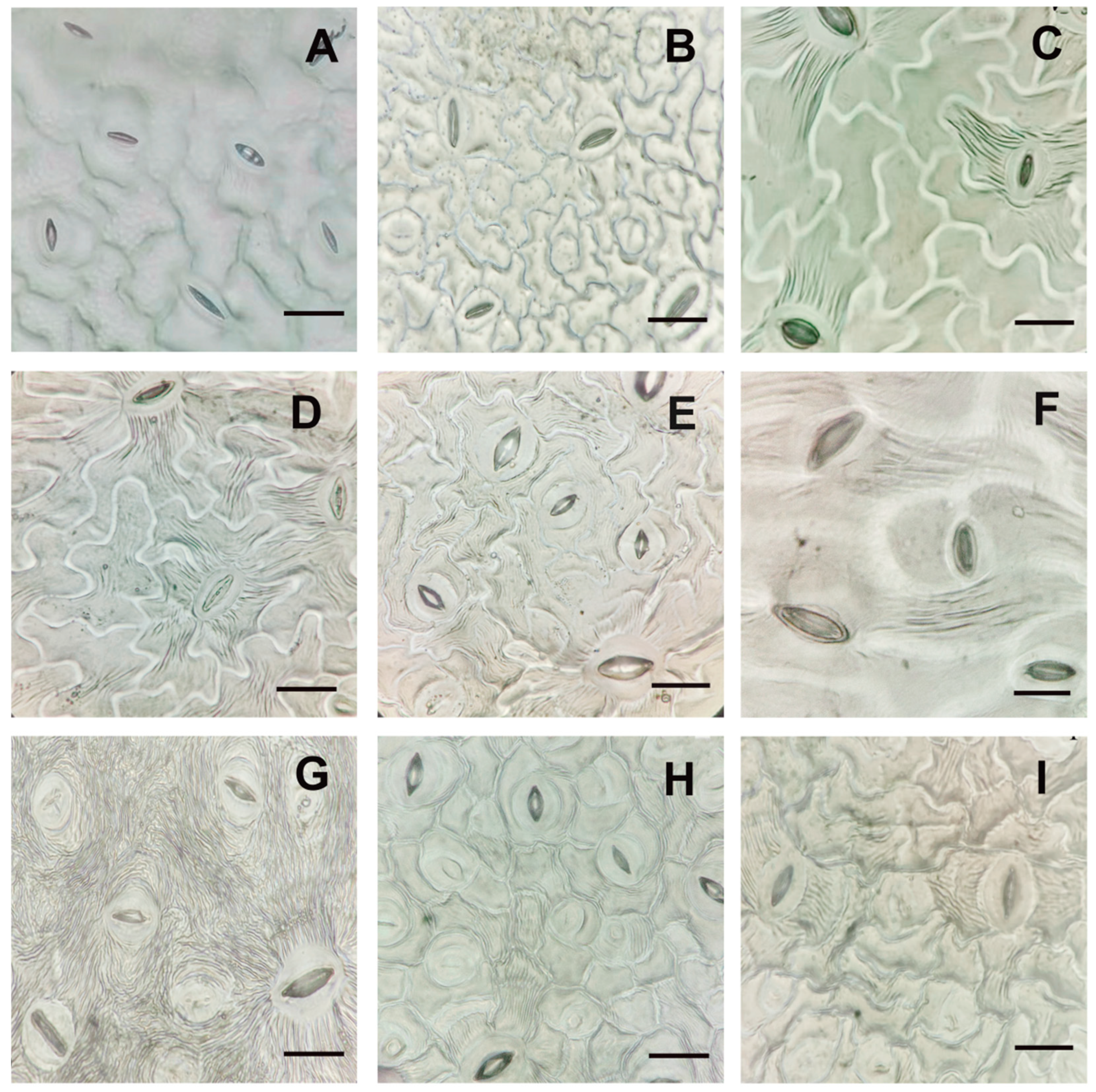 Forests 16 00187 g002