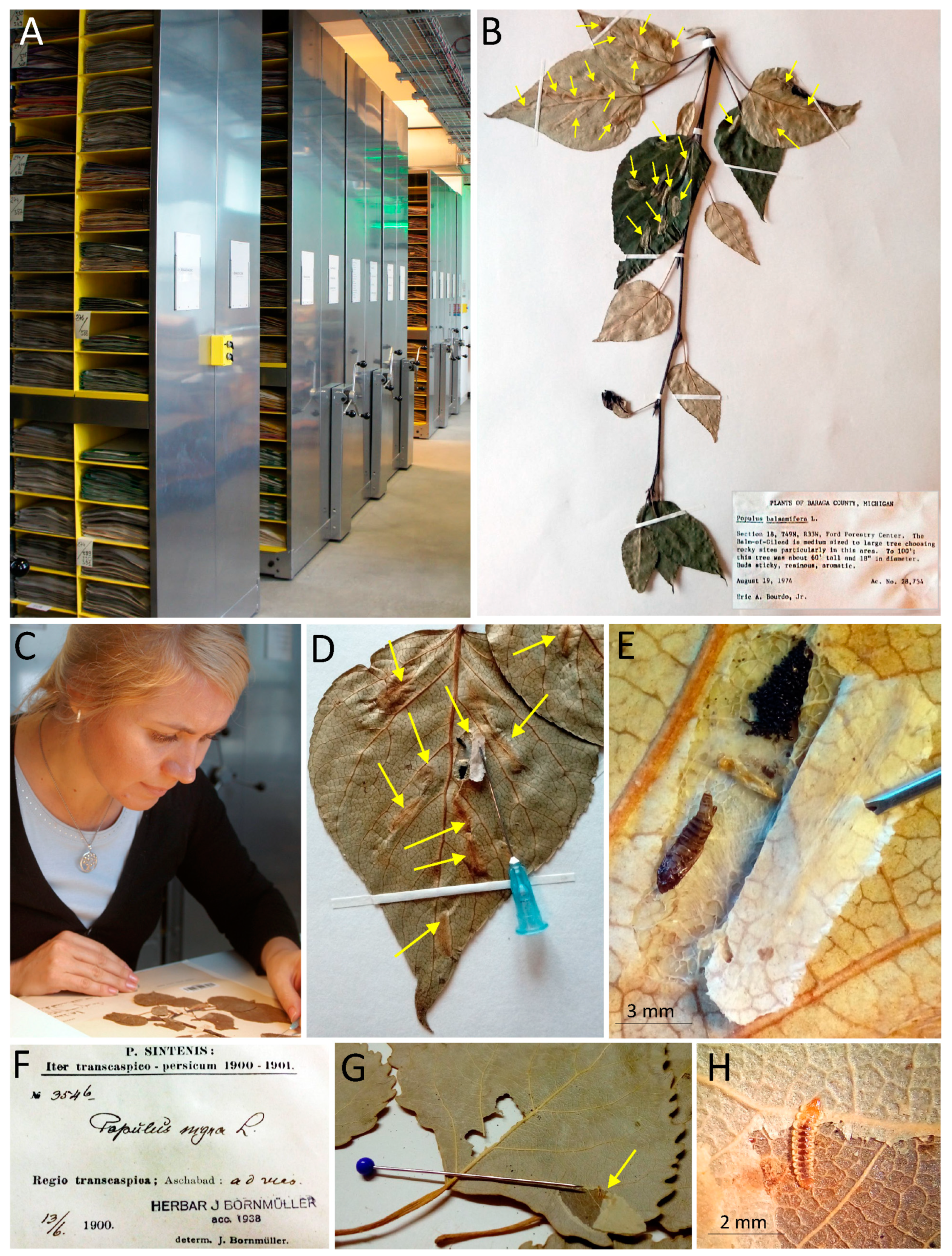 Forests 16 00190 g003