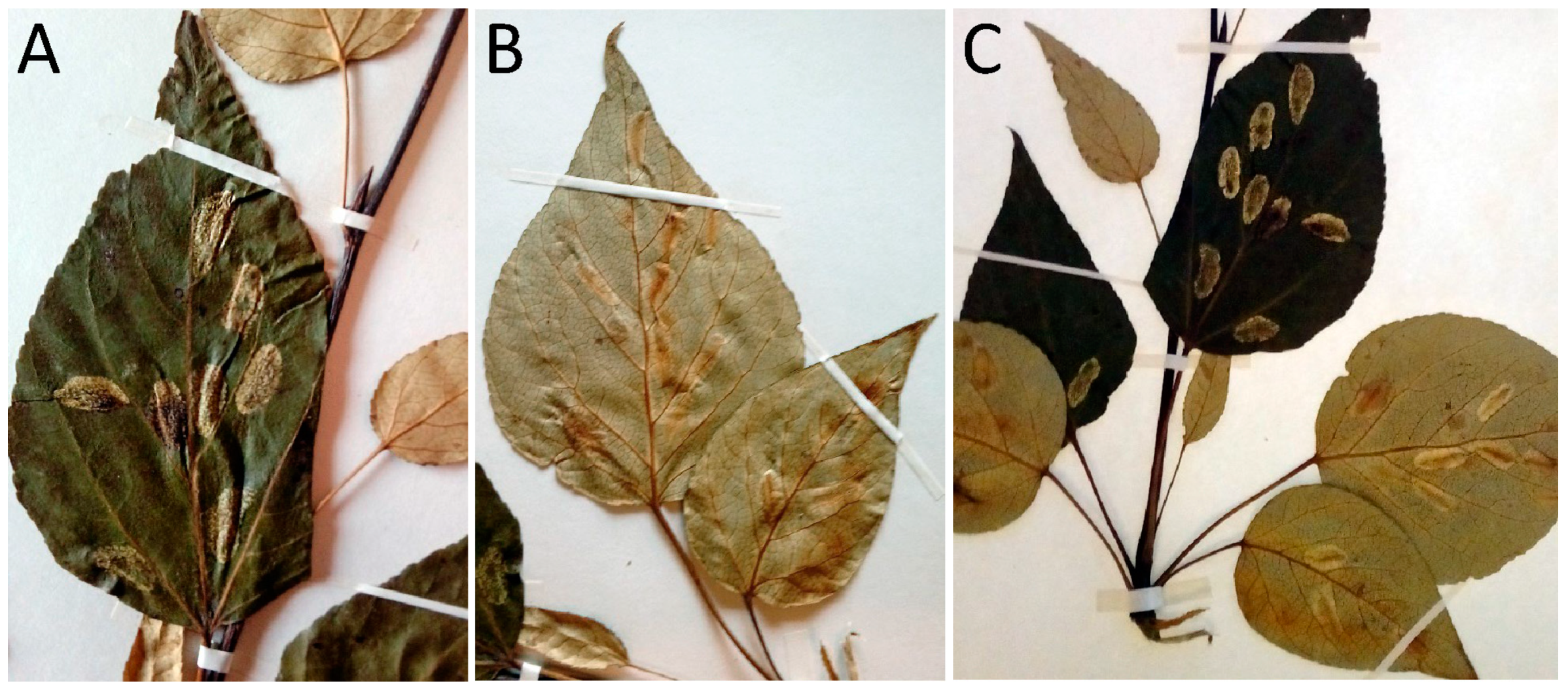 Forests 16 00190 g008