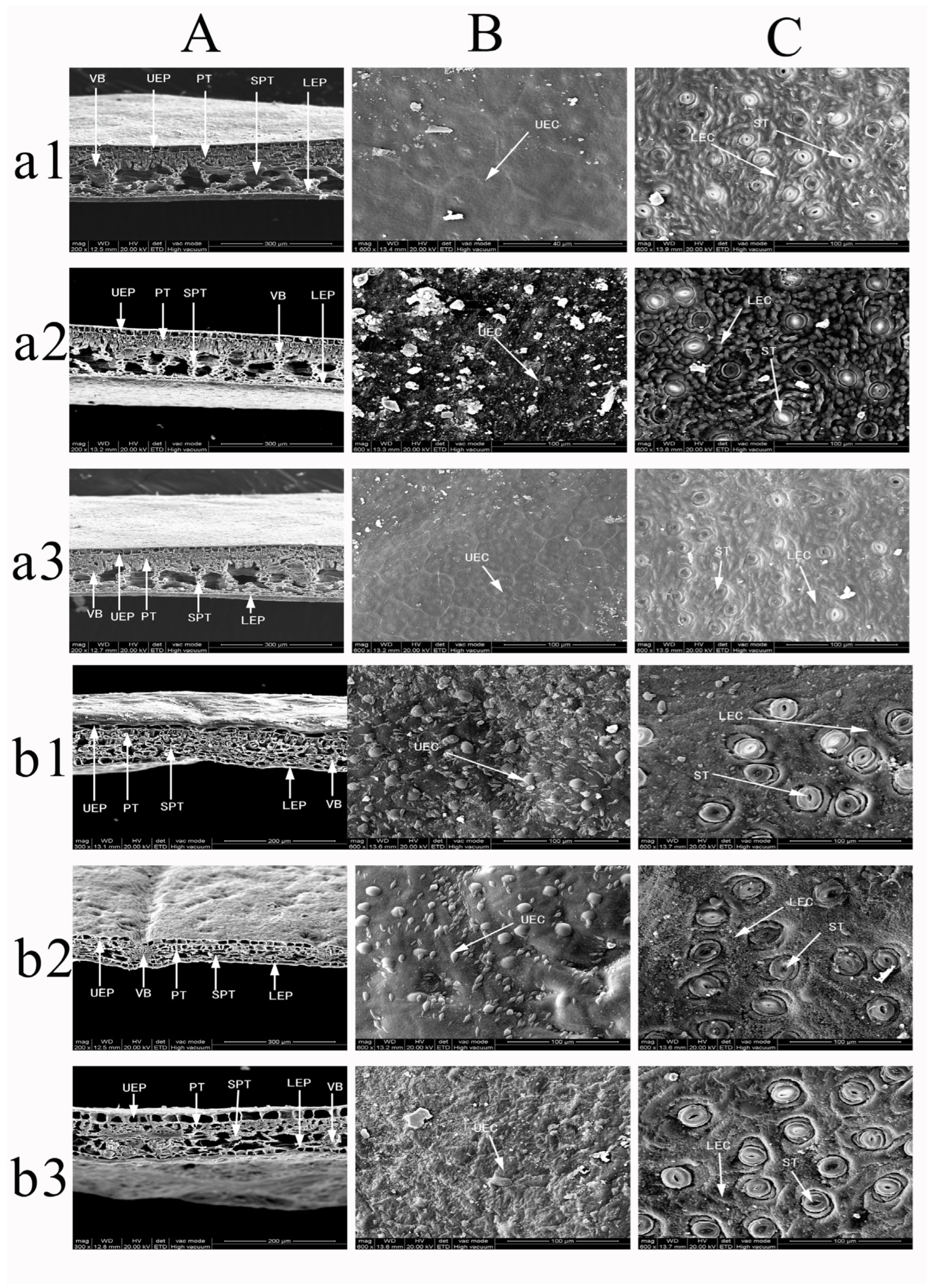 Forests 16 00216 g012