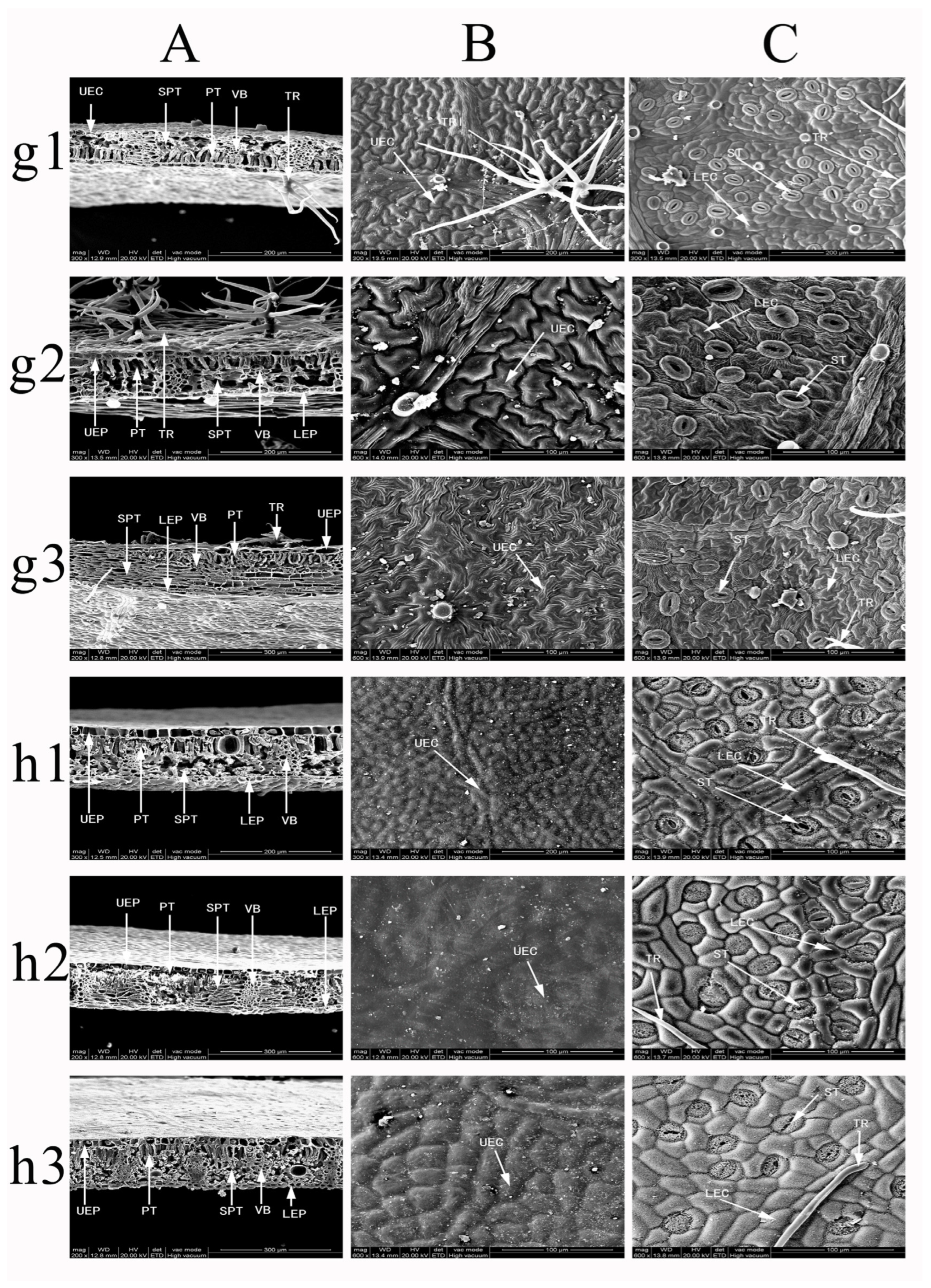 Forests 16 00216 g015
