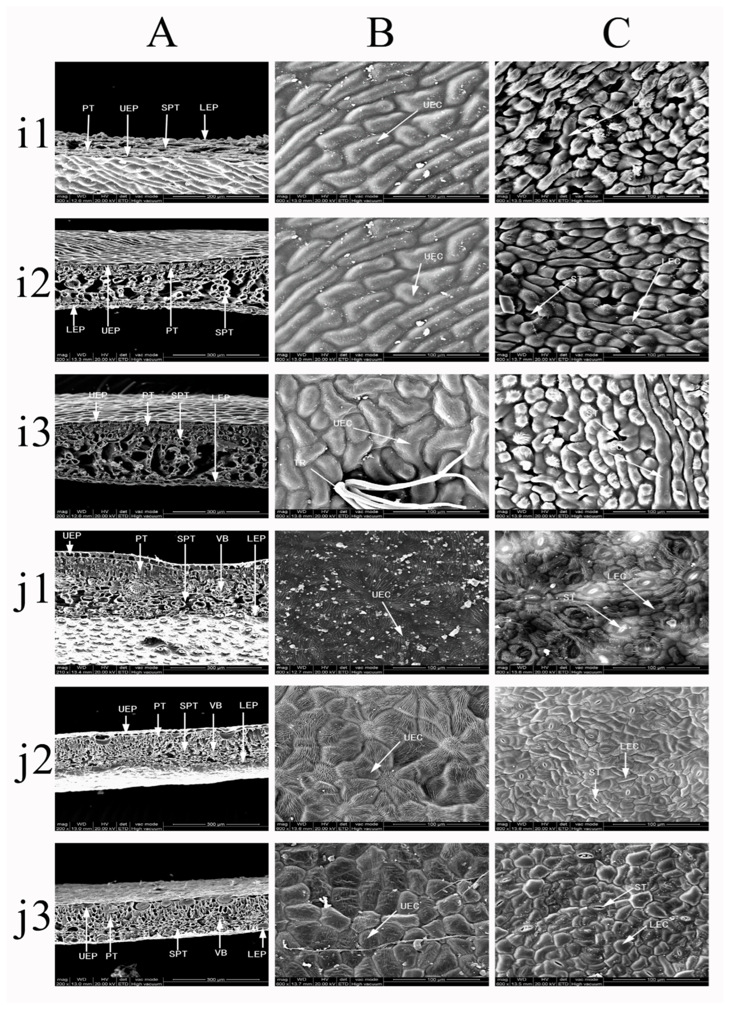 Forests 16 00216 g016