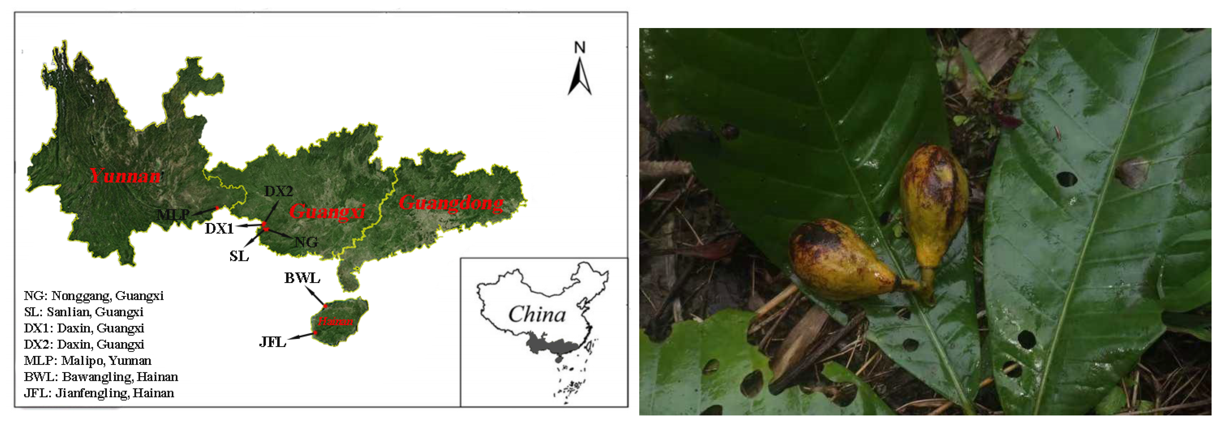 Forests 16 00217 g001