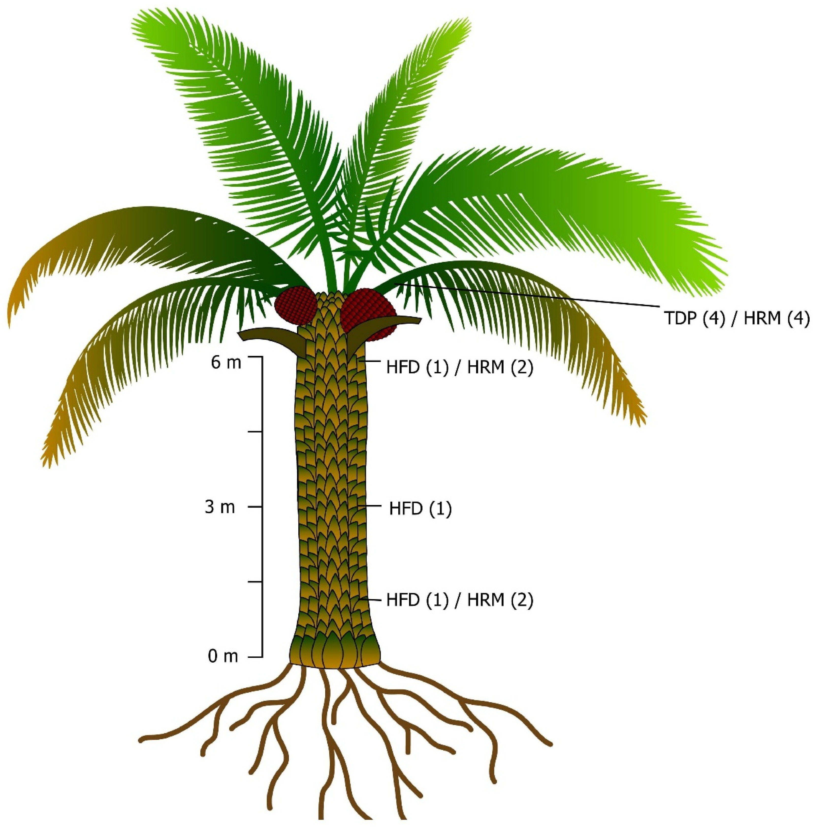Forests 16 00229 g001 Forests 16 00229 g001