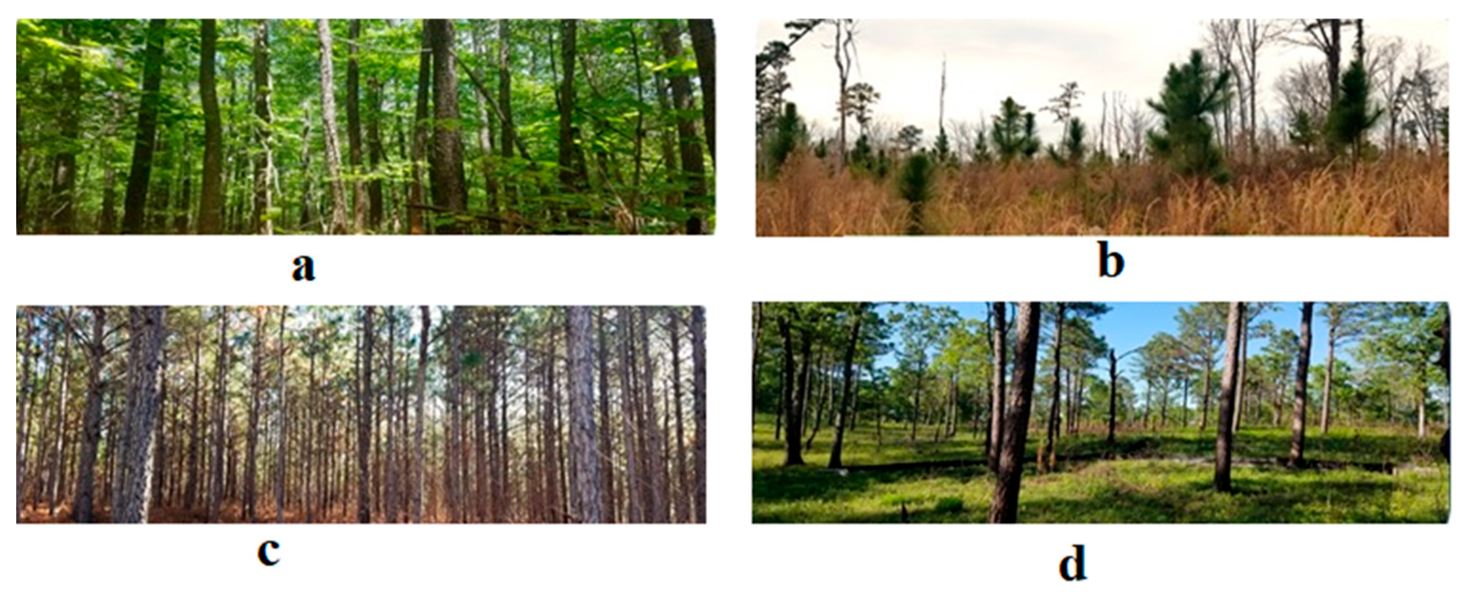 Forests 16 00241 g002