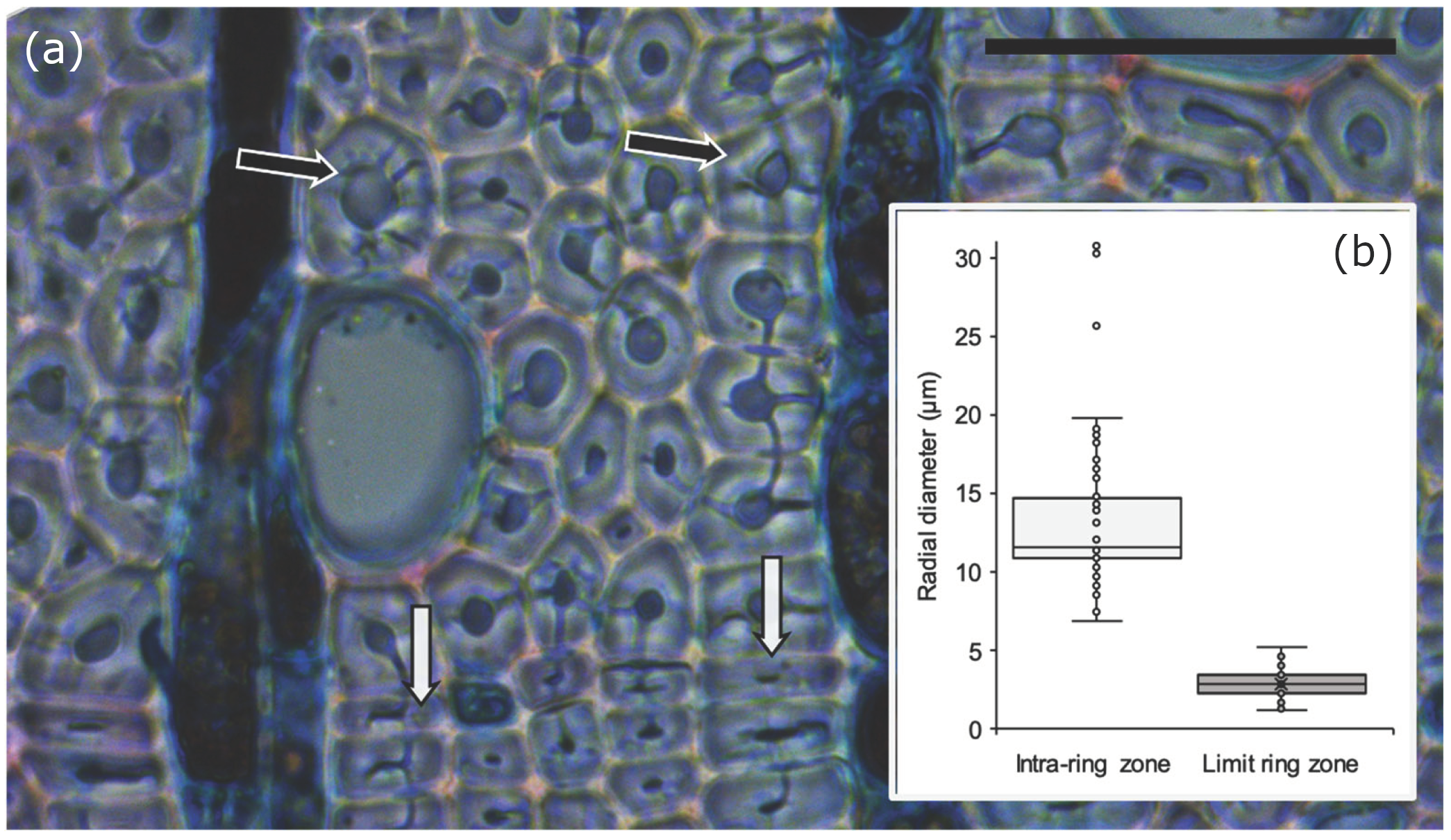 Forests 16 00258 g003