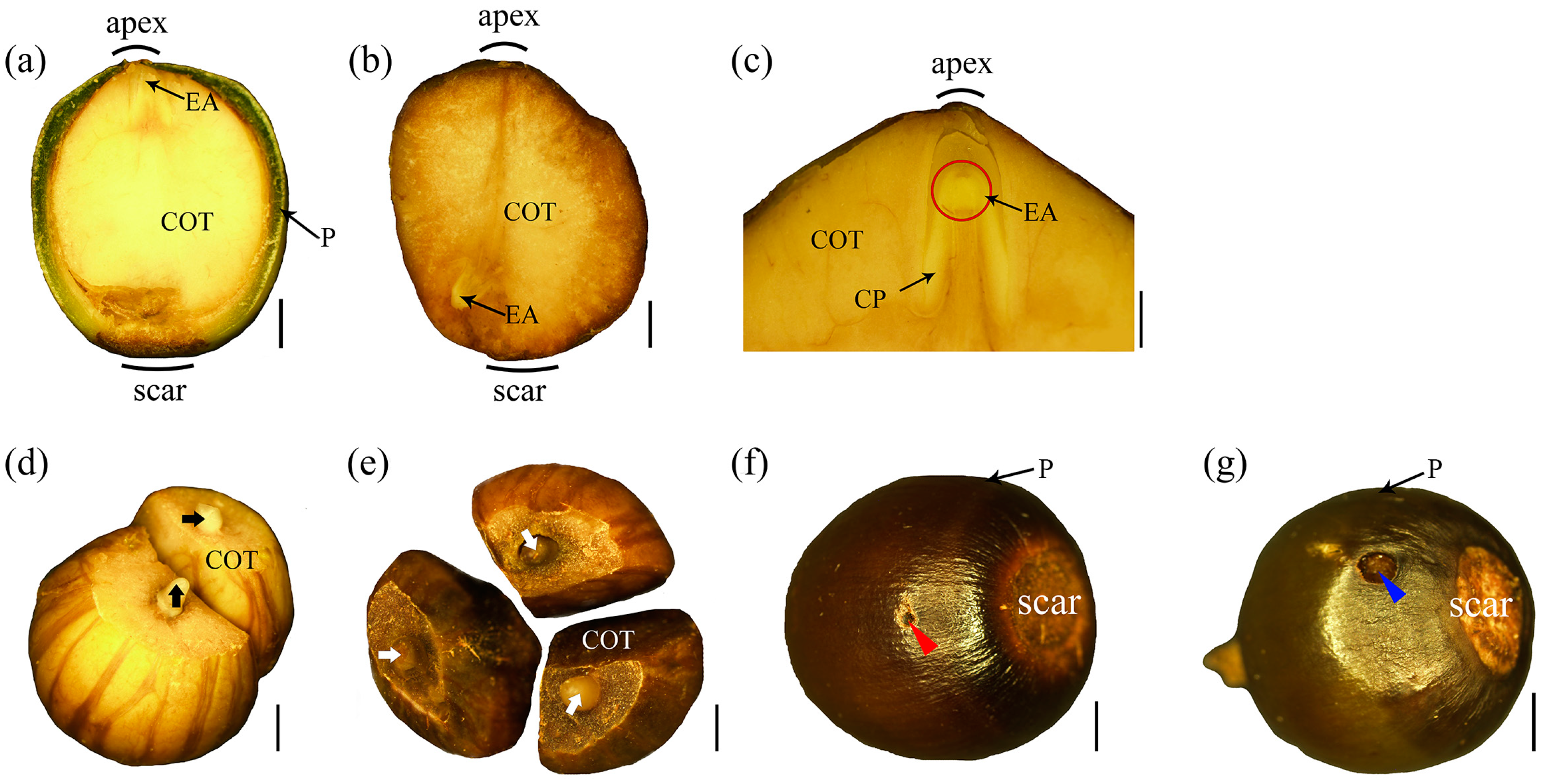 Forests 16 00261 g001 Forests 16 00261 g001