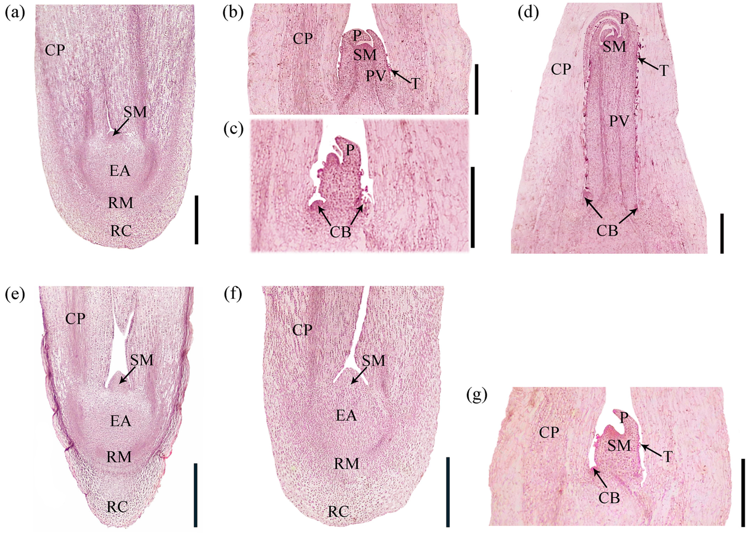 Forests 16 00261 g006 Forests 16 00261 g006