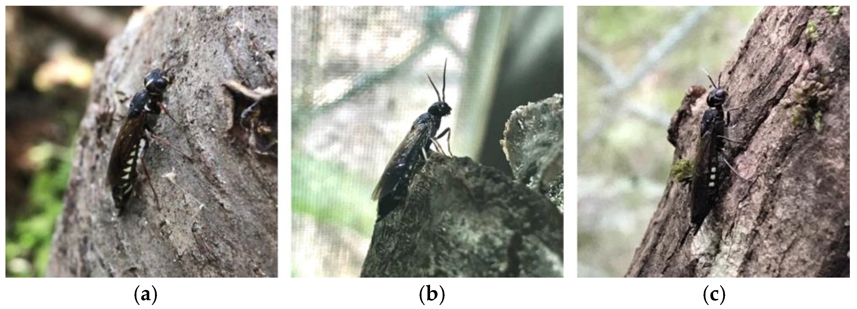 Forests 16 00264 g001