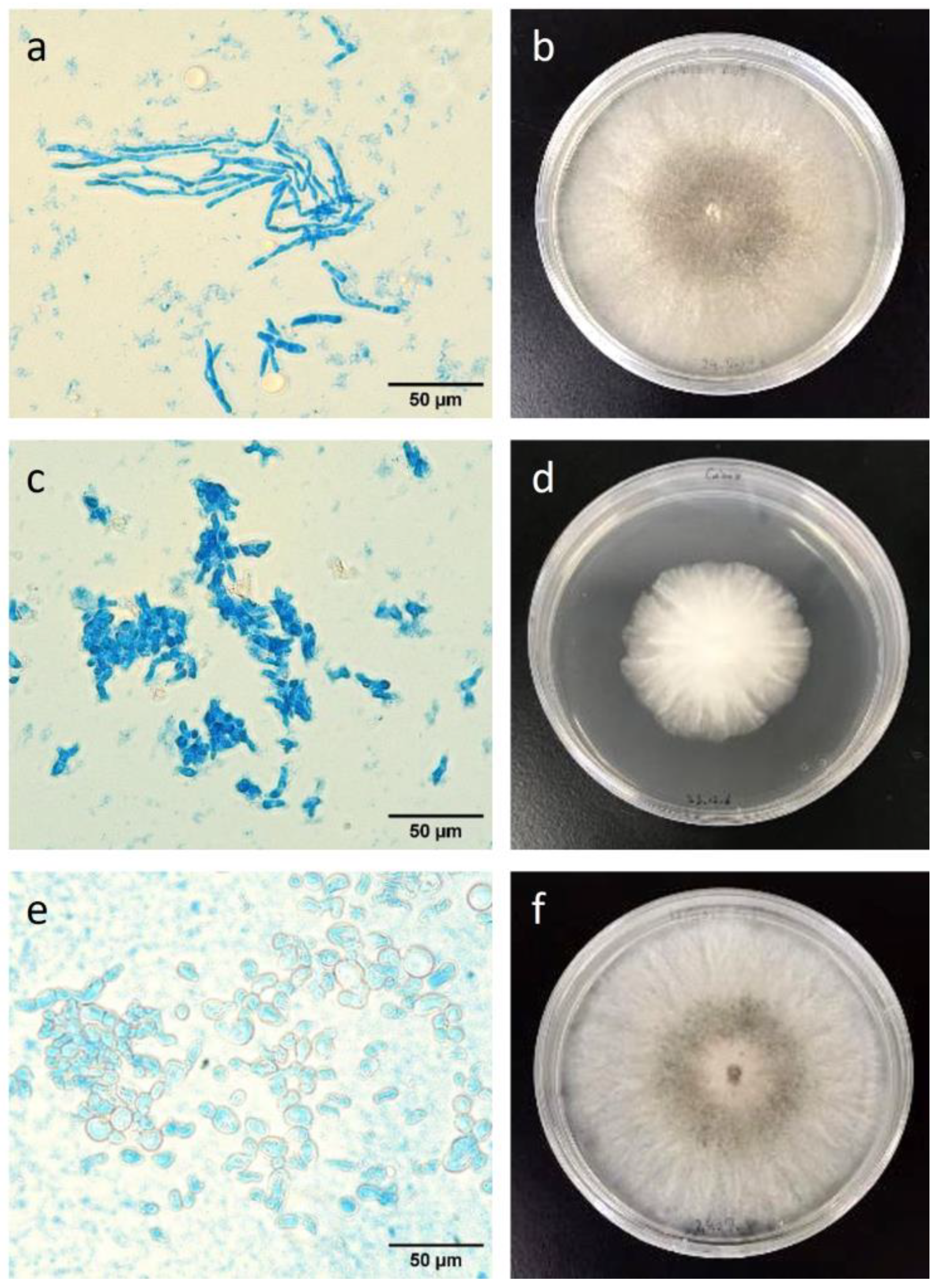 Forests 16 00264 g005