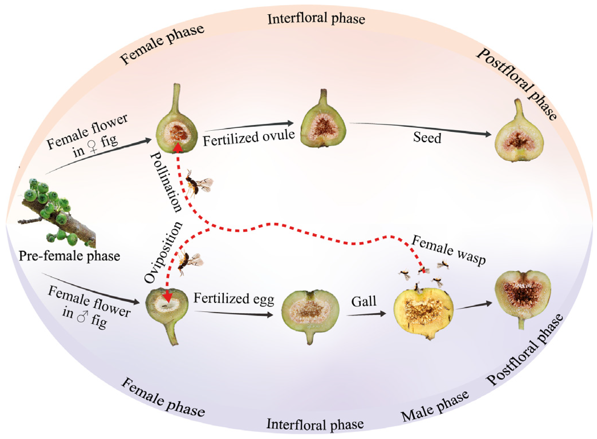 Forests 16 00286 g001