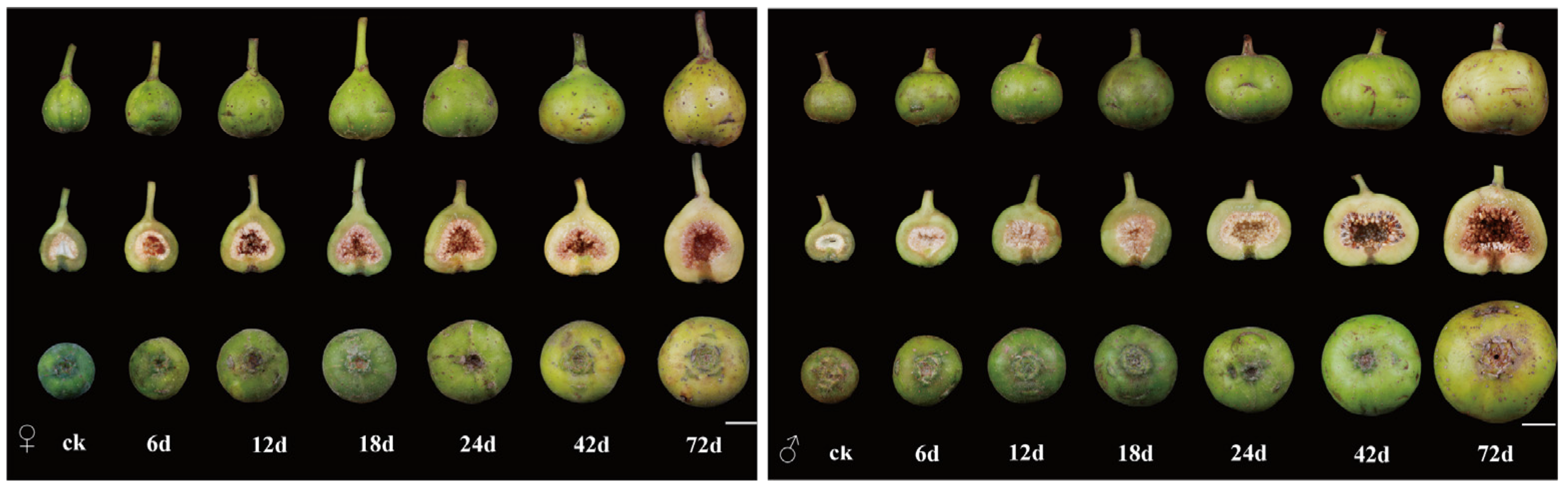 Forests 16 00286 g003