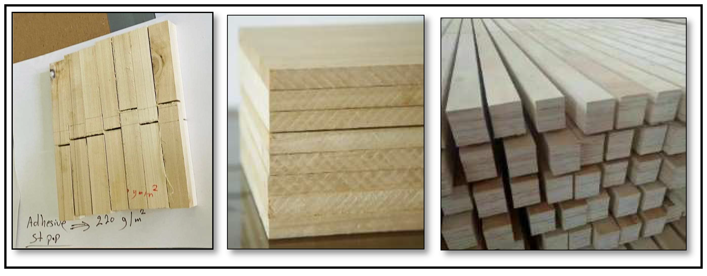 Forests 16 00287 g001